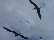 Oog (=vogel volgens Sem)