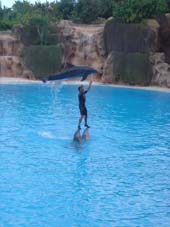 Goedzo Flipper