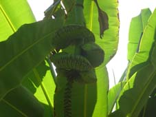 Design bananen