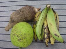 Dasheen, plantin en breadfruit