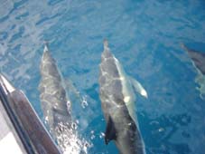 Dolfinarium?